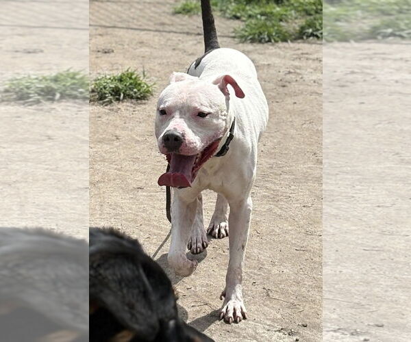 Medium Photo #4 American Pit Bull Terrier-Unknown Mix Puppy For Sale in Virginia Beach, VA, USA