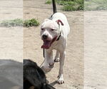 Small #3 American Pit Bull Terrier Mix