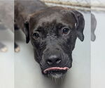Small #1 American Pit Bull Terrier-Labrador Retriever Mix