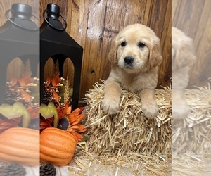 Golden Retriever Puppy for Sale in NEOLA, West Virginia USA