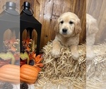 Image preview for Ad Listing. Nickname: GoldenRetriever