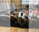Small #9 Toy Rat Doxie
