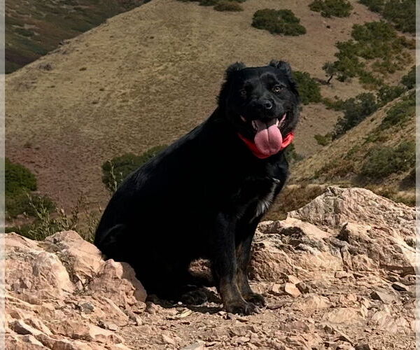 Medium Photo #3 Retriever -Unknown Mix Puppy For Sale in Sandy, UT, USA