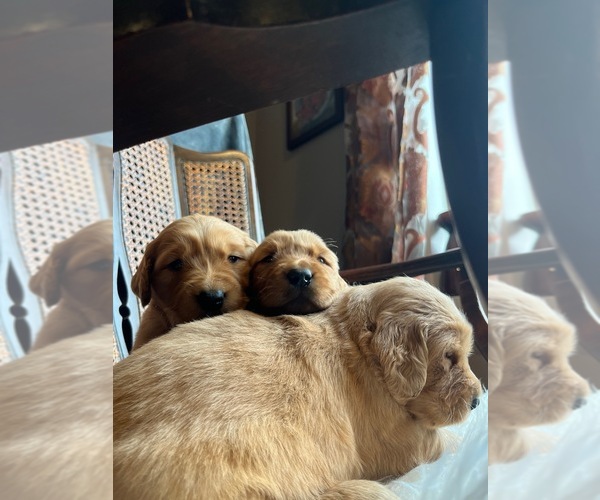 Medium Photo #6 Golden Retriever Puppy For Sale in VANCOUVER, WA, USA