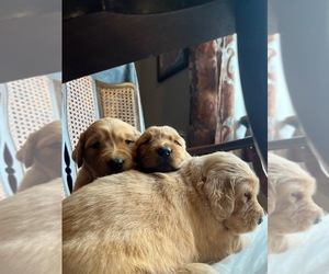 Medium Golden Retriever