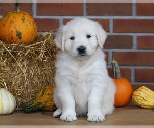 English Cream Golden Retriever Puppy for sale in FREDERICKSBG, OH, USA