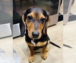Small #1 Mutt