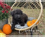 Puppy Woodrow Schnoodle (Miniature)