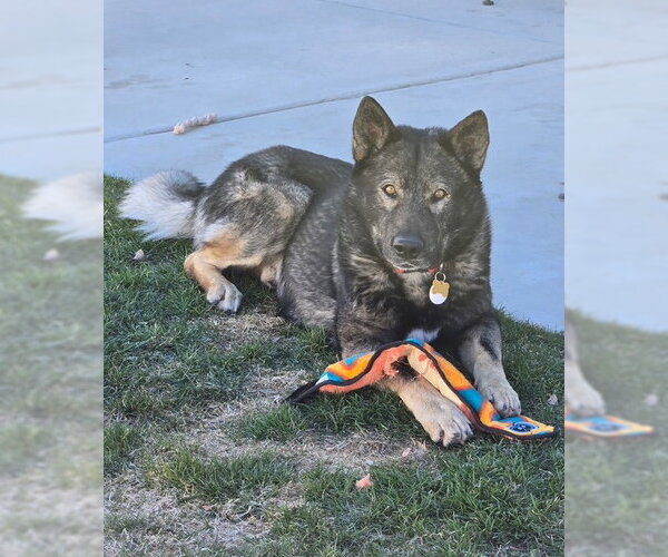Medium Photo #1 German Shepherd Dog-Unknown Mix Puppy For Sale in MIDWAY, UT, USA