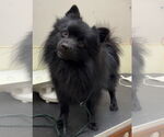 Small #1 Pomeranian