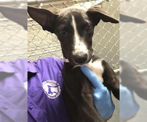 Labrador Retriever-Unknown Mix Dogs for adoption in Conroe, TX, USA