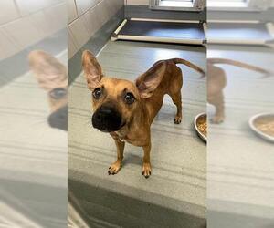 Chihuahua-Unknown Mix Dogs for adoption in Baytown, TX, USA