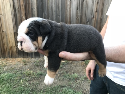 Medium Photo #1 Bulldog Puppy For Sale in WOODLAND, CA, USA