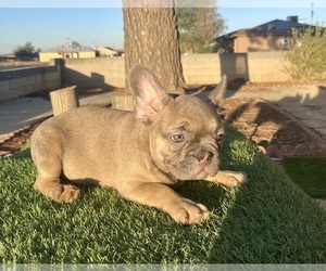 French Bulldog Puppy for sale in NEWPORT BEACH, CA, USA