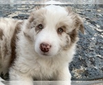 Small Photo #14 Border-Aussie Puppy For Sale in ANTELOPE, CA, USA