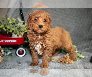 Poodle (Miniature) Litter for sale in WOLCOTTVILLE, IN, USA