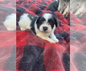 Yorkie-ton Puppy for sale in SAN BERNARDINO, CA, USA