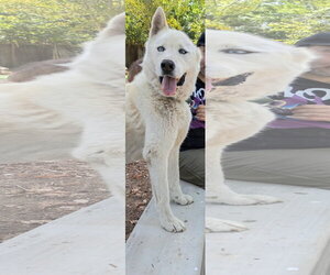 Nikes - Male Siberian Husky Dog for Adoption - Photo #5
