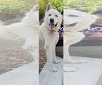 Small #4 Siberian Husky