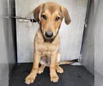 Small German Shepherd Dog Mix