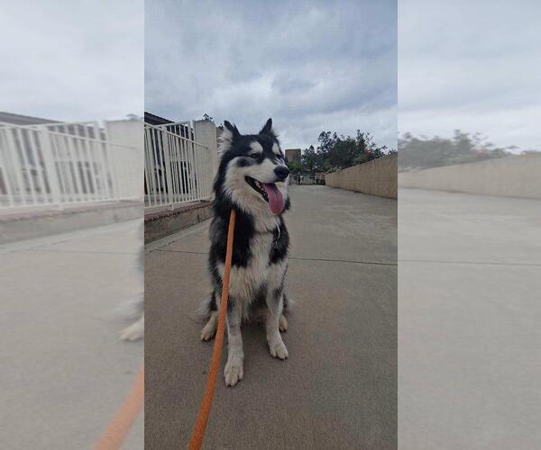 Medium Photo #2 Siberian Husky Puppy For Sale in Escondido, CA, USA