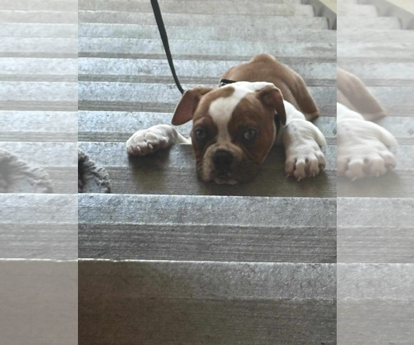 Medium Photo #3 Bulldog Puppy For Sale in Dumont, NJ, USA