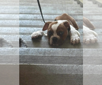 Small #2 Bulldog