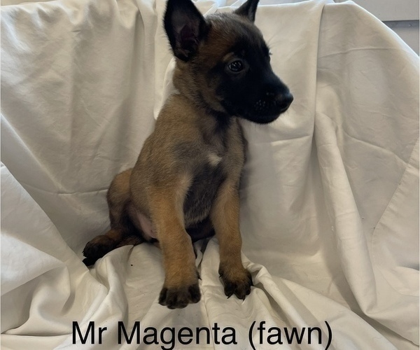 Medium Photo #2 Belgian Malinois Puppy For Sale in LABADIE, MO, USA