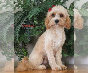 Mother of the Cavapoo (Miniature) puppies born on 02/21/2026