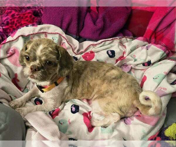 Medium Photo #3 Shih Tzu Puppy For Sale in Plantation, FL, USA