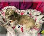 Small #2 Shih Tzu