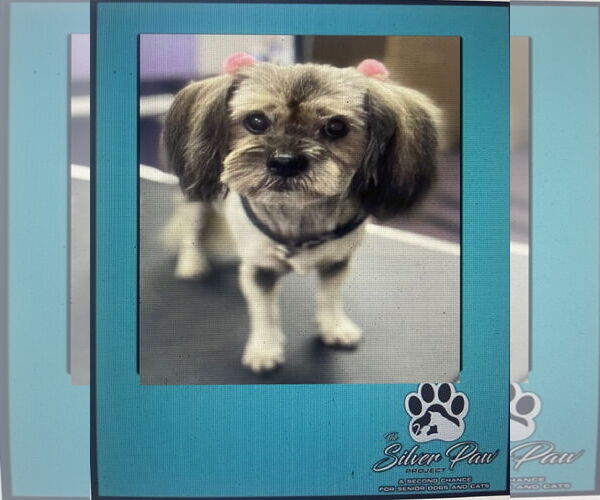 Medium Photo #3 Silky Terrier-Unknown Mix Puppy For Sale in Royal Palm Beach, FL, USA