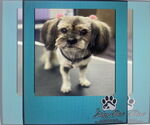 Small #2 Silky Terrier Mix