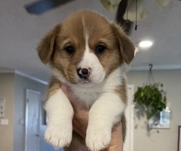 Medium Photo #2 Pembroke Welsh Corgi Puppy For Sale in BRYAN, TX, USA