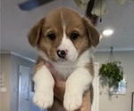 Small Photo #2 Pembroke Welsh Corgi Puppy For Sale in BRYAN, TX, USA