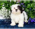 Puppy Jasper Shih Tzu