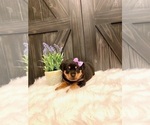 Small Photo #5 Rottweiler Puppy For Sale in SHREVE, OH, USA