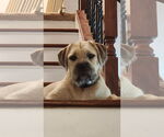 Small #19 Bulldog-English Foxhound Mix