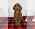 Small #2 Goldendoodle (Miniature)