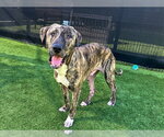 CHARLIE - Male Plott Hound-Unknown Mix Dog for Adoption - Small photo