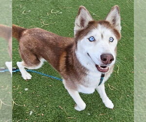 Siberian Husky-Unknown Mix Dogs for adoption in Las Vegas, NV, USA