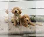 Litter of 4 - Male(s) and Female(s) Goldendoodle mix (+ Poodle Standard)Litter of Puppies for Sale - Photo #2