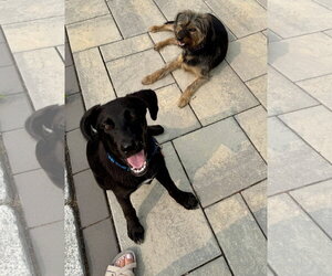 Scooter *LOCAL* - Male Labrador Retriever-Unknown Mix Dog for Adoption - Photo #19
