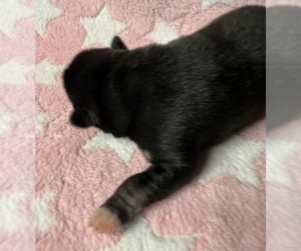 Medium Photo #11 Pomsky-Shiba Inu Mix Puppy For Sale in NASHUA, NH, USA