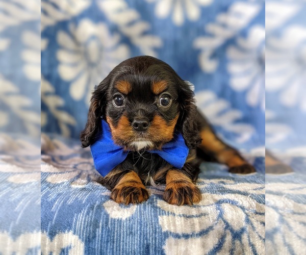 Medium Photo #4 Cavalier King Charles Spaniel Puppy For Sale in NOTTINGHAM, PA, USA
