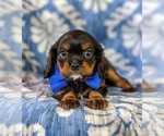 Small Photo #4 Cavalier King Charles Spaniel Puppy For Sale in NOTTINGHAM, PA, USA
