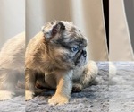 Small #10 English Bulldog