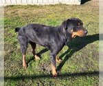 Small Photo #4 Rottweiler Puppy For Sale in Hillsboro, NH, USA