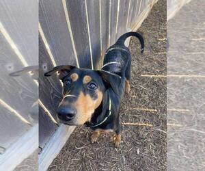 Madeline - Female Doberman Pinscher-Pointer Mix Dog for Adoption - Photo #20