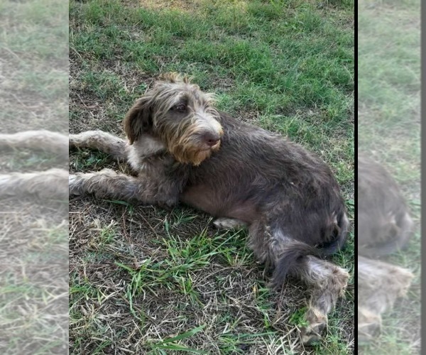 Medium Photo #4 German Wirehaired Pointer Puppy For Sale in Scottsboro, AL, USA